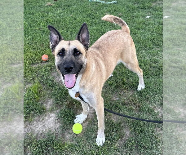 Medium Photo #2 German Shepherd Dog-Unknown Mix Puppy For Sale in Evansville, IN, USA