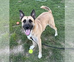 Small #1 German Shepherd Dog Mix