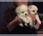 Small Photo #73 Maltese Puppy For Sale in BRKN ARW, OK, USA