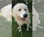 Small #68 Chow Chow-Great Pyrenees Mix