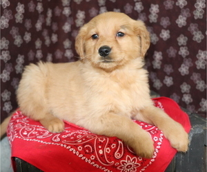 Golden Retriever Puppy for sale in SHILOH, OH, USA