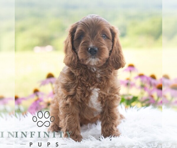 Medium Photo #7 Cavapoo (Miniature) Puppy For Sale in PAXINOS, PA, USA