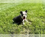 Small #2 Boston Terrier