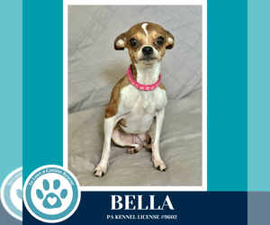 Chihuahua Dogs for adoption in Kimberton, PA, USA