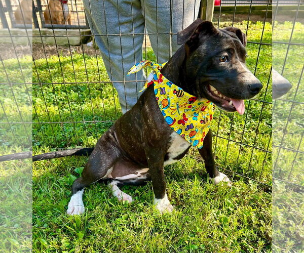 Medium Photo #3 Boxer-Unknown Mix Puppy For Sale in Southbury, CT, USA