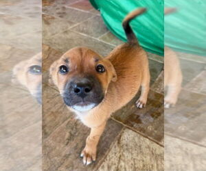 Golden Labrador Dogs for adoption in Lakewood, CO, USA