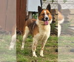 Small #2 Australian Shepherd Mix