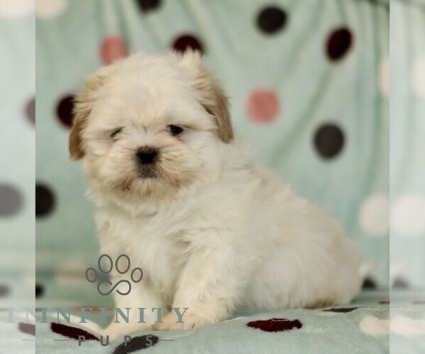 Medium Photo #2 Shih Tzu Puppy For Sale in BIRD IN HAND, PA, USA