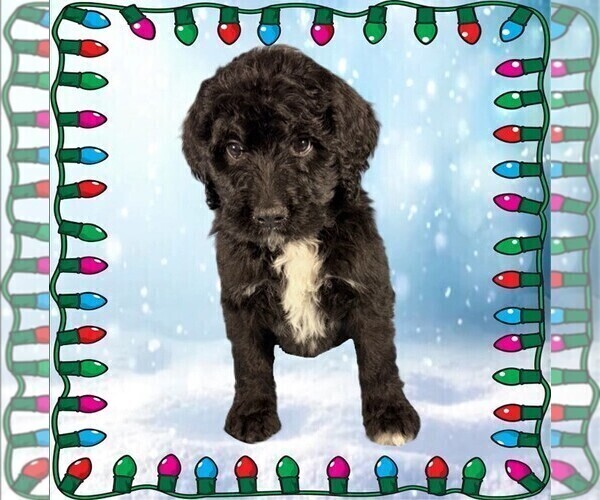 Medium Photo #14 Bernedoodle Puppy For Sale in BLACK FOREST, CO, USA