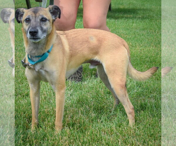 Medium Photo #2 German Shepherd Dog-Unknown Mix Puppy For Sale in Huntley, IL, USA