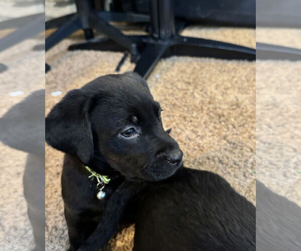 Medium Photo #3 Labbe Puppy For Sale in Wheaton, IL, USA