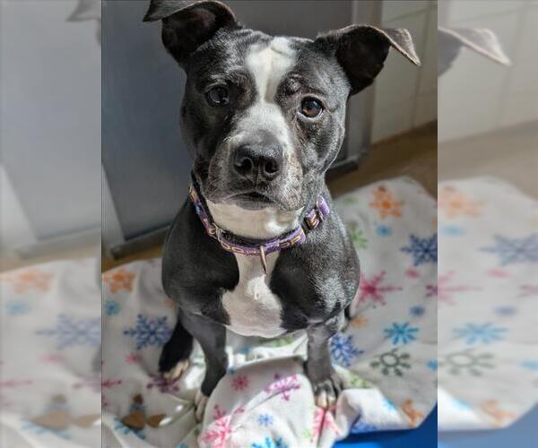 Medium Photo #1 American Pit Bull Terrier Puppy For Sale in Derwood, MD, USA