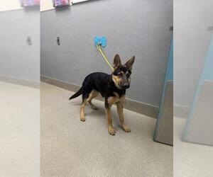 German Shepherd Dog-Unknown Mix Dogs for adoption in Las Vegas, NV, USA