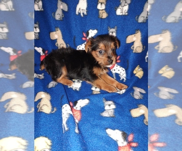 Medium Photo #5 YorkiePoo Puppy For Sale in LAPEER, MI, USA