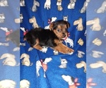 Small #4 YorkiePoo
