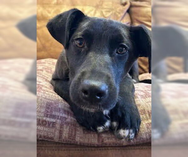 Medium Photo #3 German Shepherd Dog-Unknown Mix Puppy For Sale in Minneapolis, MN, USA