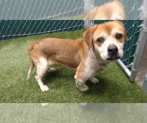 Beagle-Unknown Mix Dogs for adoption in Downey, CA, USA