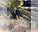 Small Photo #14 French Bulldog Puppy For Sale in HOPKINSVILLE, KY, USA