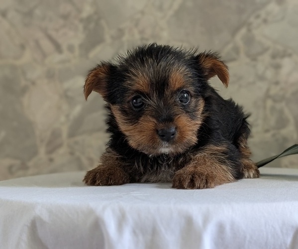 Medium Photo #20 Yorkshire Terrier Puppy For Sale in GOSHEN, IN, USA