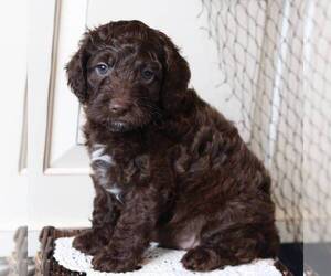 Cock-A-Poo Puppy for sale in NEW ENTRPRISE, PA, USA