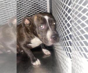 Mutt Dogs for adoption in Bakersfield, CA, USA