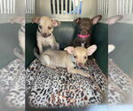 Small #3 Chihuahua Mix