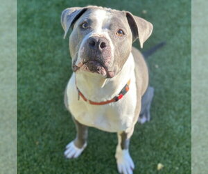 American Pit Bull Terrier Dogs for adoption in Berkeley, CA, USA