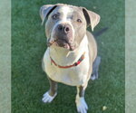 Small American Pit Bull Terrier