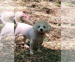 Small #1 Bichon Frise Mix