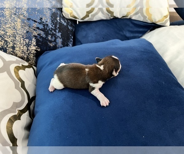Medium Photo #67 Yorkshire Terrier Puppy For Sale in HAYWARD, CA, USA