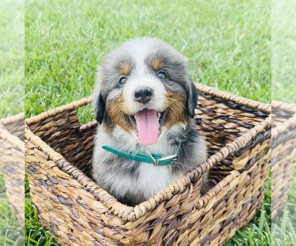 Medium Photo #6 Bernedoodle (Miniature) Puppy For Sale in GORDONVILLE, PA, USA