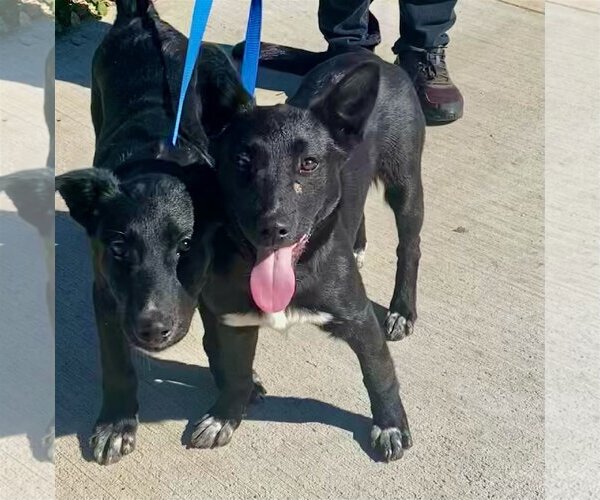 Medium Photo #4 Australian Kelpie-Labrador Retriever Mix Puppy For Sale in Newport Beach, CA, USA