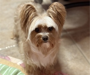 Mother of the Yorkshire Terrier puppies born on 02/11/2026