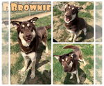 Small German Shepherd Dog-Huskies Mix