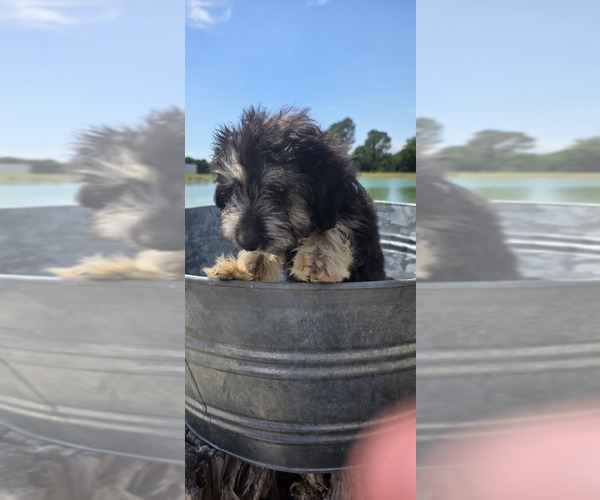 Medium Photo #6 Miniature American Shepherd-Poodle (Toy) Mix Puppy For Sale in JONES, OK, USA