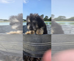 Small #5 Miniature American Shepherd-Poodle (Toy) Mix