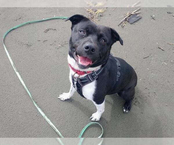 Medium Photo #3 American Pit Bull Terrier Puppy For Sale in McKinleyville, CA, USA