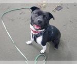 Small #2 American Pit Bull Terrier