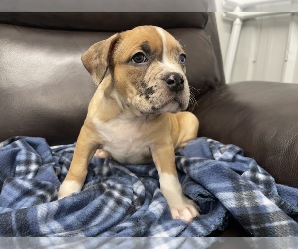 Medium Photo #73 American Bully Puppy For Sale in REESEVILLE, WI, USA