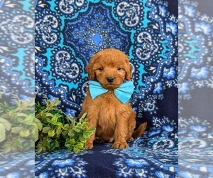 Cavapoo Puppy for sale in OXFORD, PA, USA