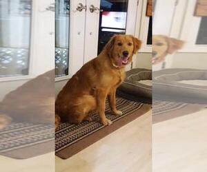 Father of the Golden Retriever puppies born on 07/29/2025
