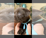 Puppy Sky Labrador Retriever