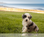 Small Photo #7 Miniature Australian Shepherd Puppy For Sale in EUREKA, NV, USA