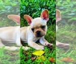 Small Photo #8 French Bulldog Puppy For Sale in PARAGON, IN, USA