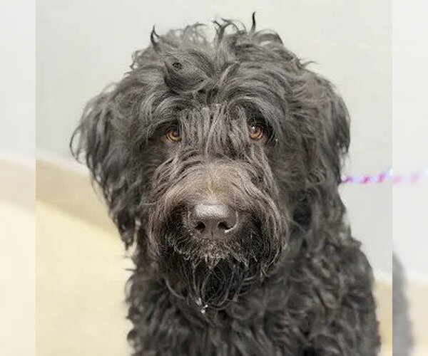 Medium Photo #1 Poodle (Standard)-Unknown Mix Puppy For Sale in Las Vegas, NV, USA