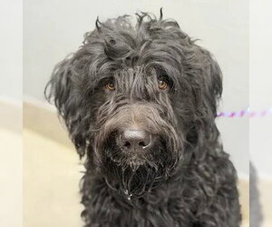 Poodle (Standard)-Unknown Mix Dogs for adoption in Las Vegas, NV, USA