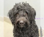 Small Poodle (Standard) Mix