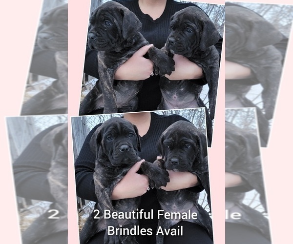 Medium Photo #5 Cane Corso Puppy For Sale in HOGANSBURG, NY, USA