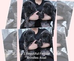 Small Photo #5 Cane Corso Puppy For Sale in HOGANSBURG, NY, USA