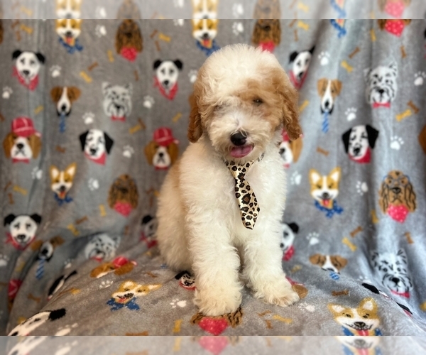Medium Photo #3 Cockapoo Puppy For Sale in LAKELAND, FL, USA